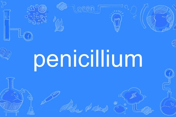 penicillium penicillium