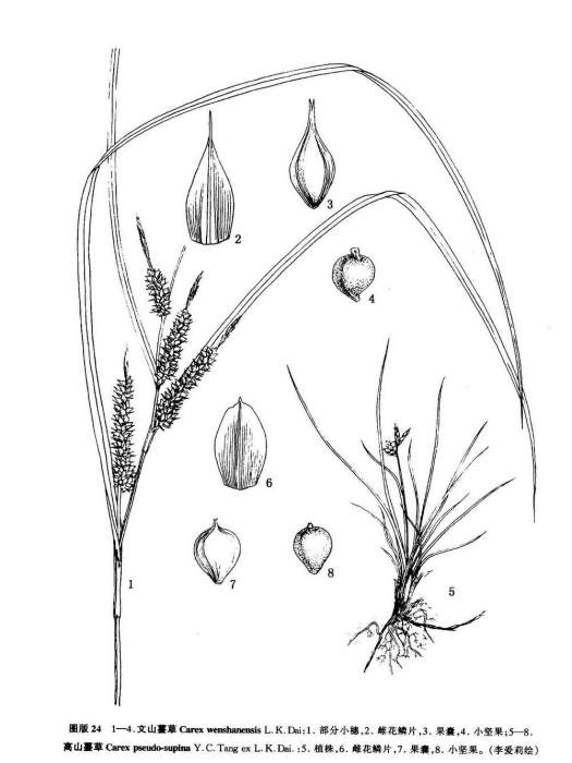 高山薹草 高山薹草