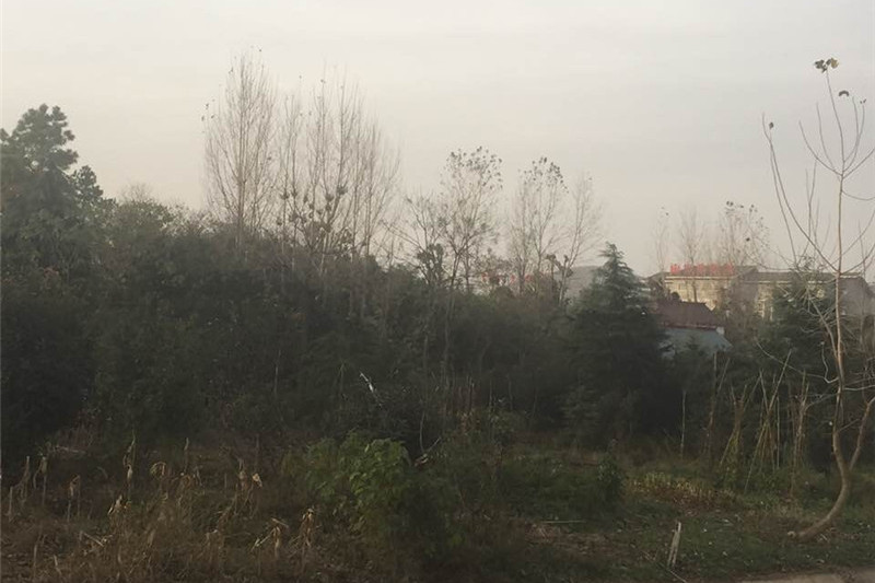 龍馬遺址 龍馬遺址