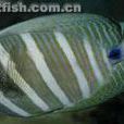 大帆倒吊魚 大帆倒吊魚