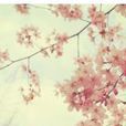 櫻祭 櫻祭