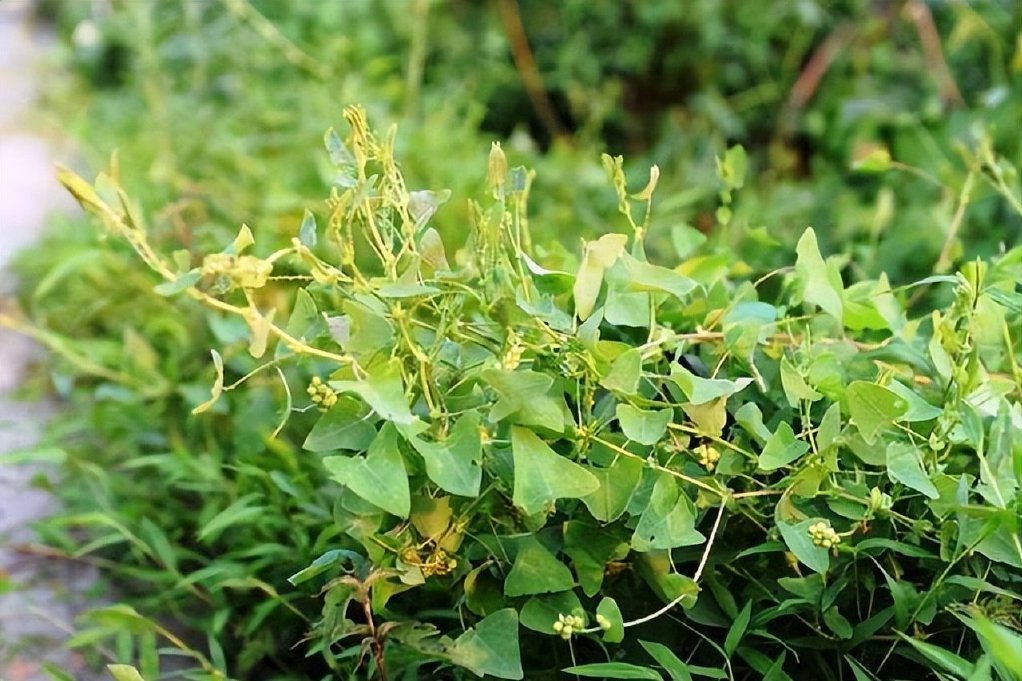 蛇王藤(西番蓮科西番蓮屬植物) 蛇王藤(西番蓮科西番蓮屬植物)