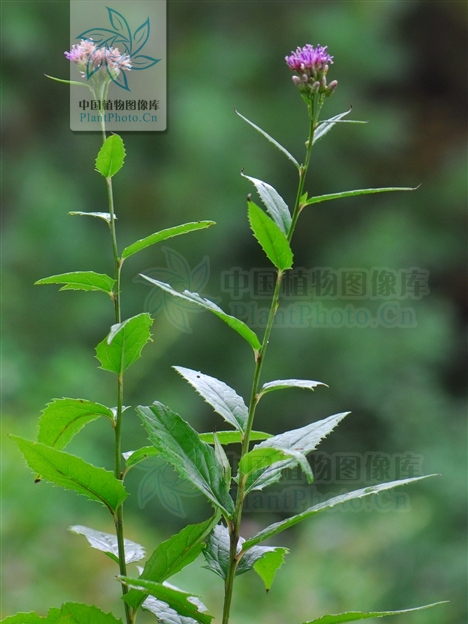 山地風毛菊 山地風毛菊