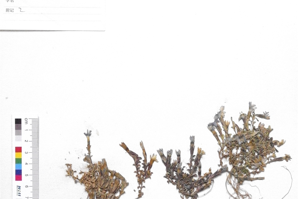 短蕊龍膽 短蕊龍膽