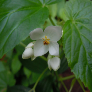 Begonia annobonensis