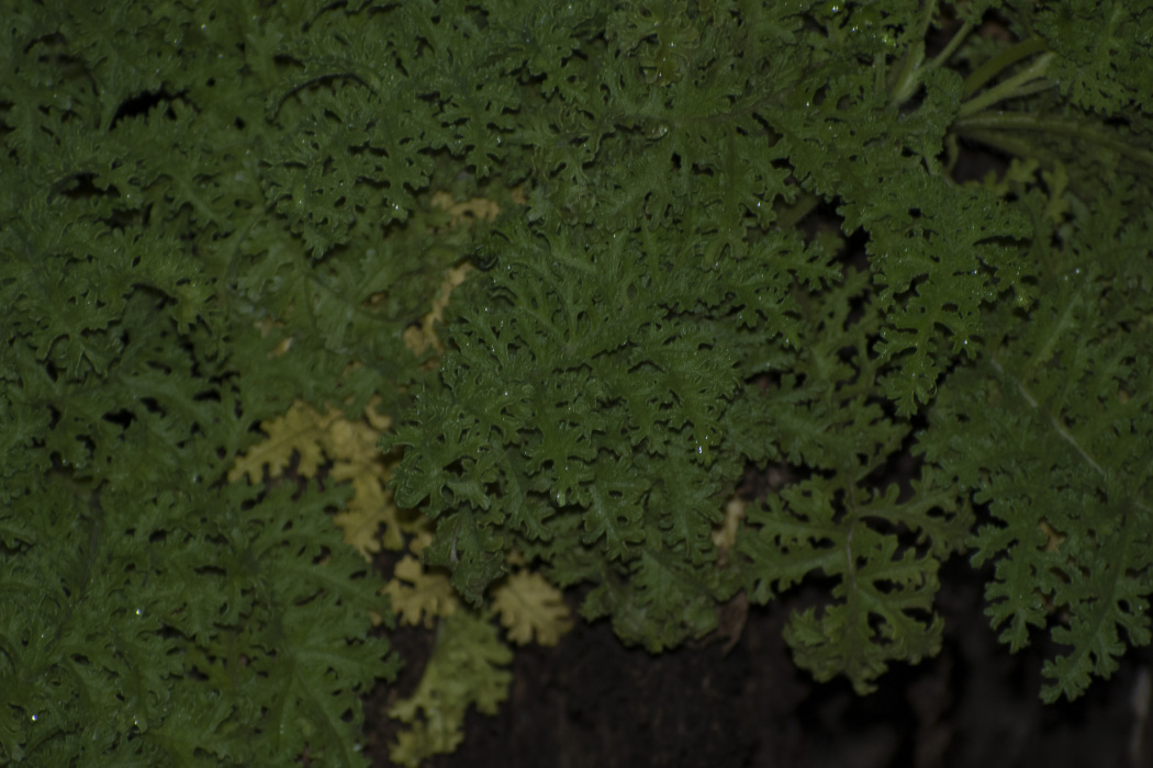 Scalesia helleri