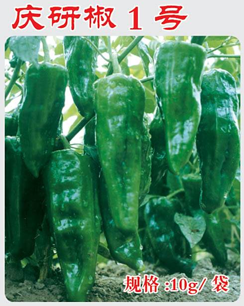 慶研椒1號 慶研椒1號