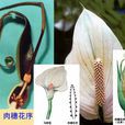 佛焰花序 佛焰花序