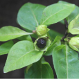 紫茉莉根 紫茉莉根