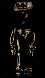 女性始祖地猿石化骨骼