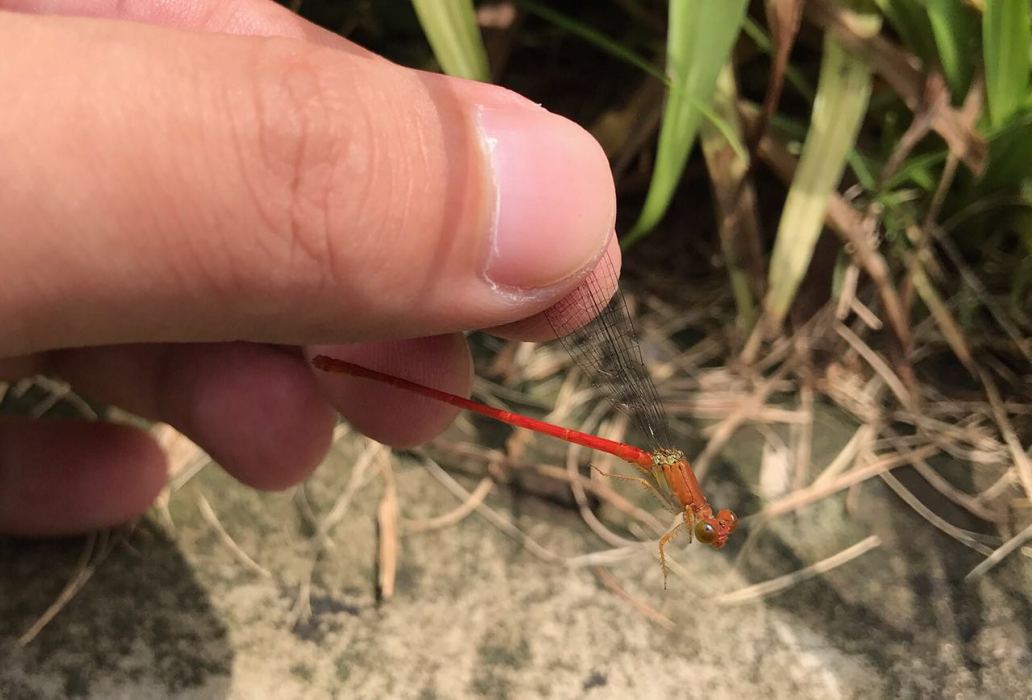 紅腹細蟌 紅腹細蟌