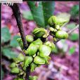 蜆殼花椒 蜆殼花椒
