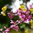 湖北紫荊 湖北紫荊