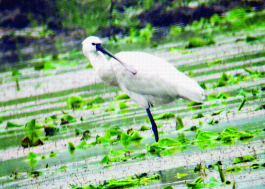 孟津國家濕地保護區的鳥兒