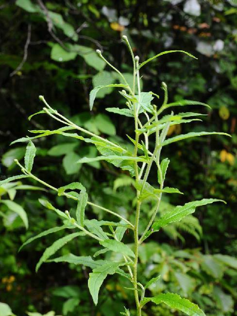 波緣風毛菊 波緣風毛菊