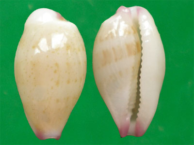 鼠齒寶螺（上海岡瓦納自然網）