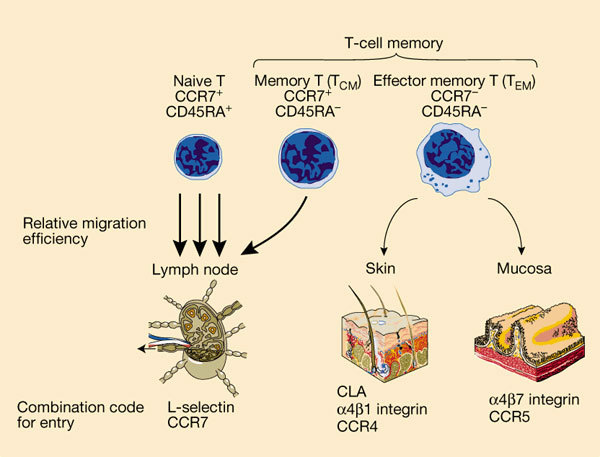 細胞記憶(加里·施瓦茨所提科學假說)