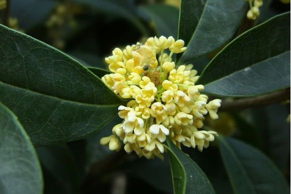垂花金桂JX14 垂花金桂JX14