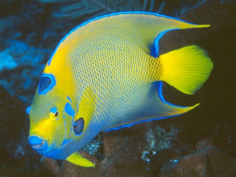 黃金條魚