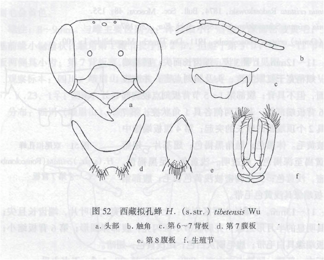 西藏擬孔蜂 西藏擬孔蜂