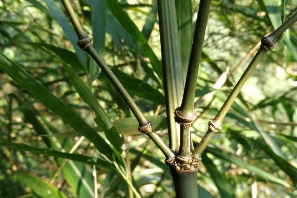 羅漢方竹 羅漢方竹