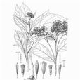納擁合耳菊 納擁合耳菊