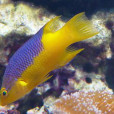 紅菩提魚 紅菩提魚