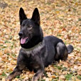 黑狼(中國警犬標識的形象犬、重慶一級功勳犬) 黑狼(中國警犬標識的形象犬、重慶一級功勳犬)