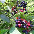 牯嶺勾兒茶 牯嶺勾兒茶