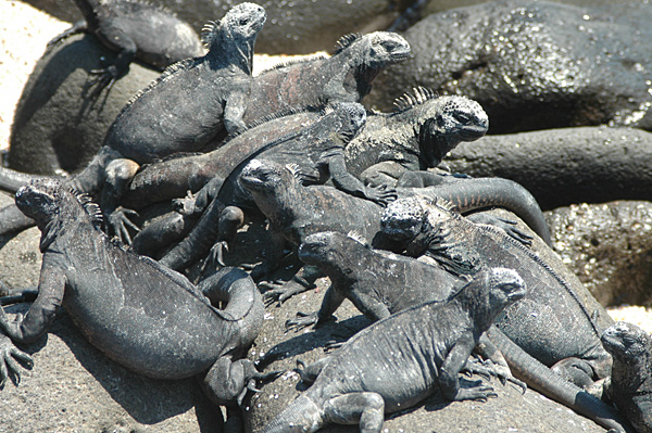 加拉帕戈斯海鬣蜥