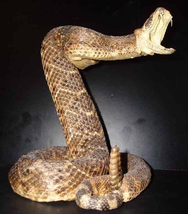 響尾蛇體形