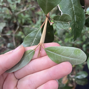 Croton submetallicus