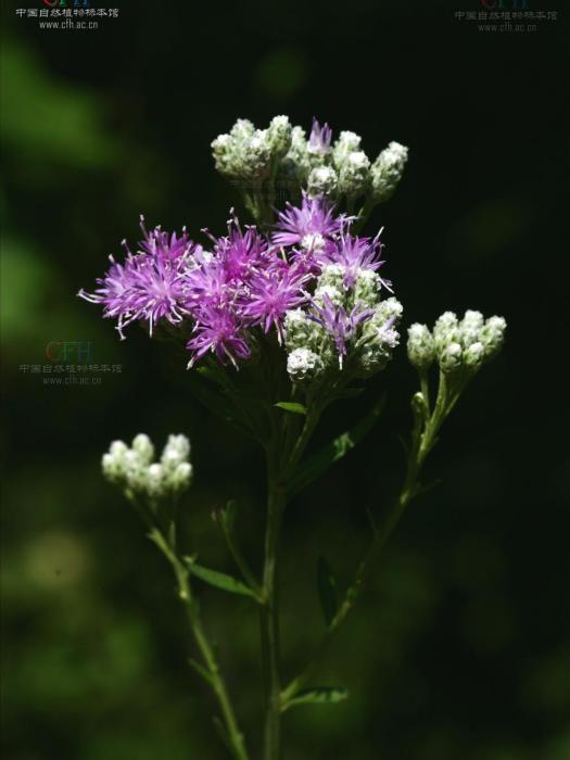 銳裂風毛菊 銳裂風毛菊