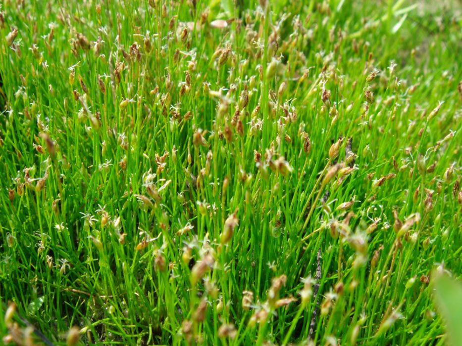 小莎草 小莎草