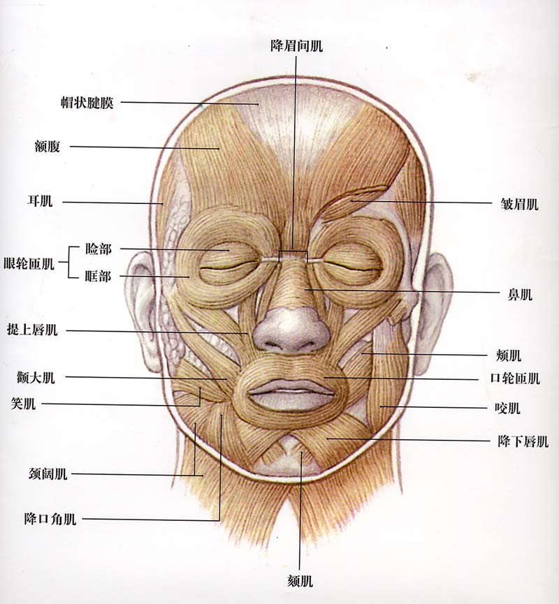 面部肌肉圖