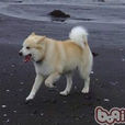 冰島牧羊犬