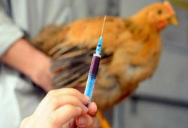 2018年H5N6禽流感疫情