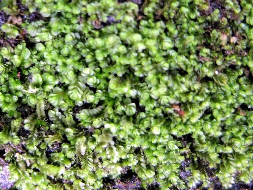 囊萼苔屬 囊萼苔屬