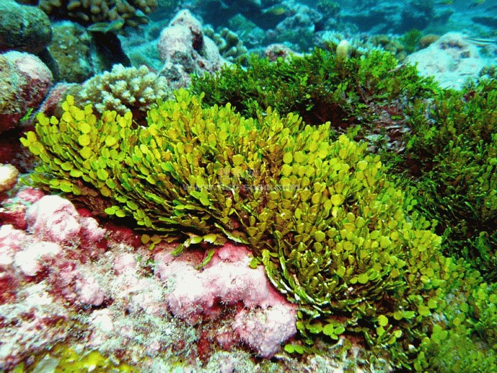 海藻王面膜