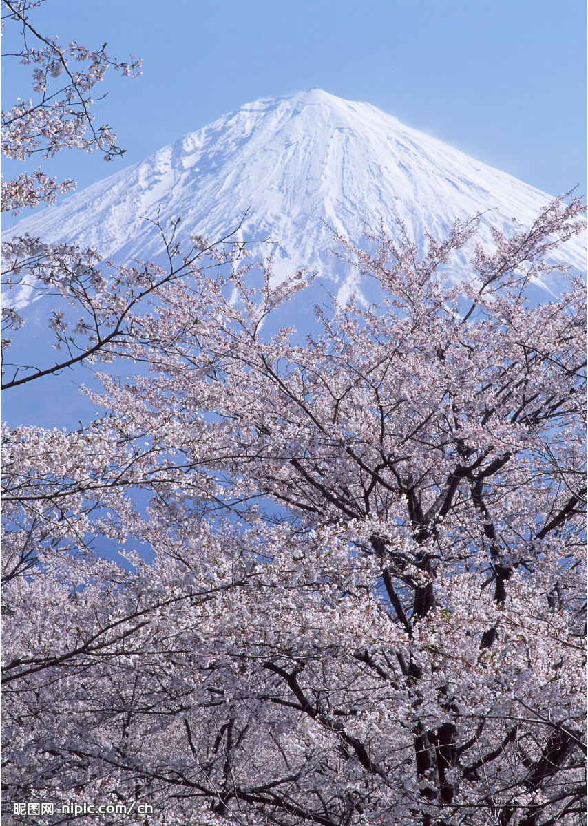 富士山櫻花