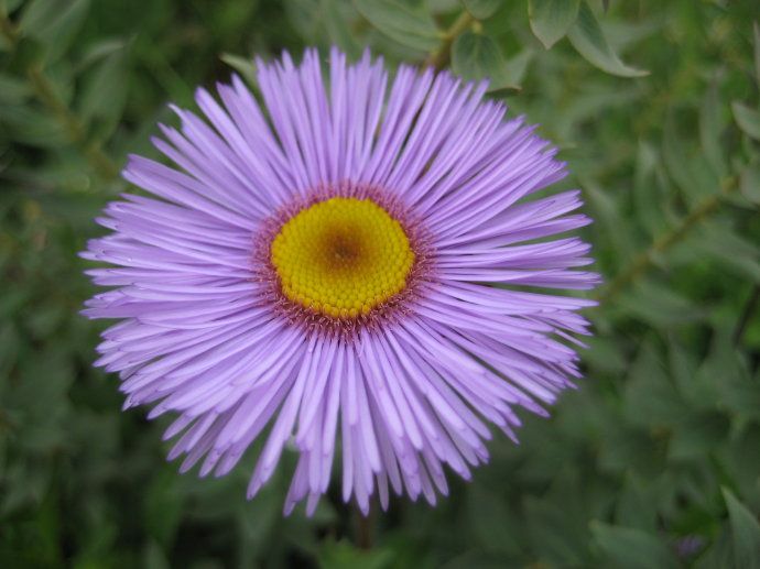 大花紫菀 大花紫菀