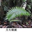 叉毛鋸蕨 叉毛鋸蕨