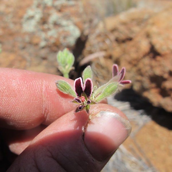 Pelargonium pilosellifolium