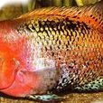 火鶴(麗魚科動物) 火鶴(麗魚科動物)
