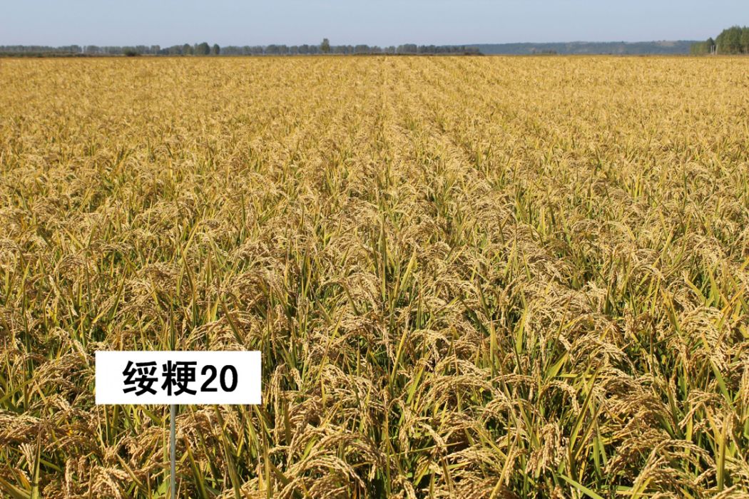綏粳20 綏粳20