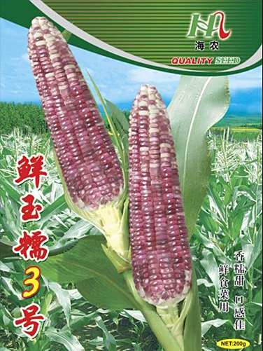 鮮玉糯3號 鮮玉糯3號
