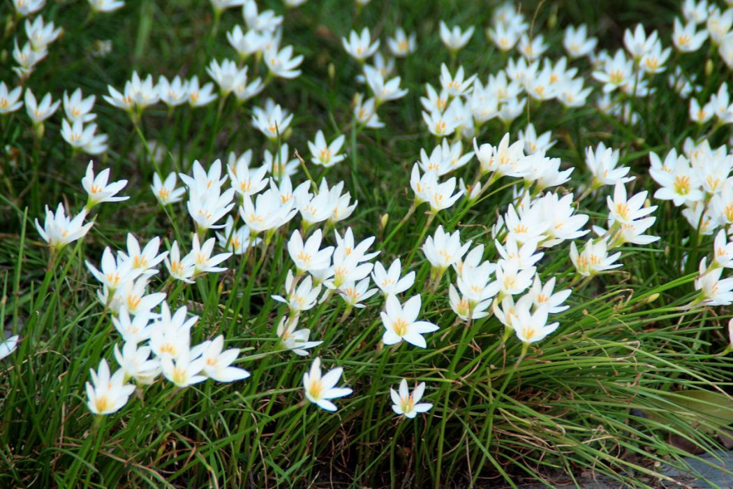 Zephyranthes candida Zephyranthes candida