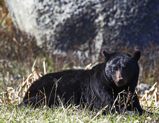 美洲黑熊指名亞種