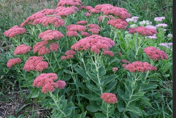 Hylotelephium spectabile \x27Autumn Fire\x27 Hylotelephium spectabile \x27Autumn Fire\x27
