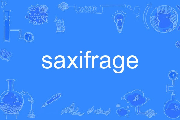 saxifrage saxifrage